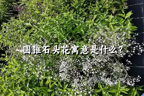 圆锥石头花寓意是什么？