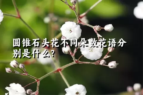 圆锥石头花不同朵数花语分别是什么？