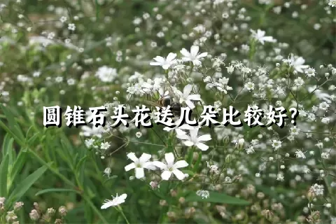 圆锥石头花送几朵比较好？