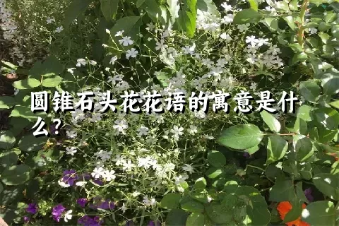 圆锥石头花花语的寓意是什么？