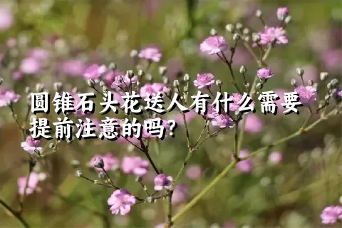 圆锥石头花送人有什么需要提前注意的吗？