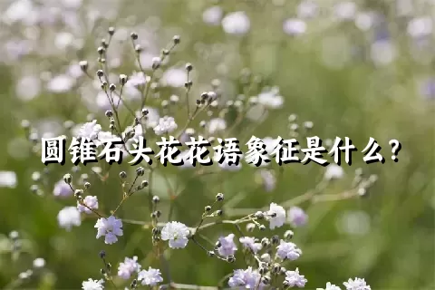 圆锥石头花花语象征是什么？