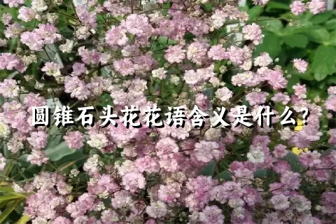 圆锥石头花花语含义是什么？