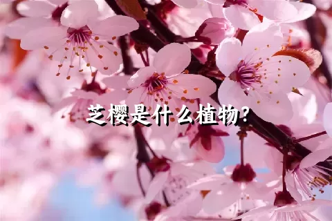 芝樱是什么植物？