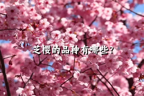 芝樱的品种有哪些？