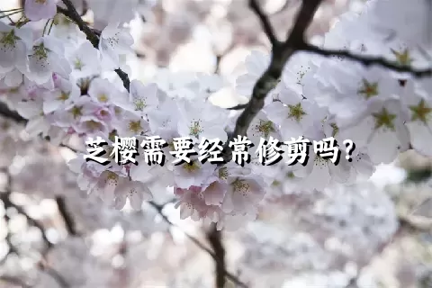 芝樱需要经常修剪吗？