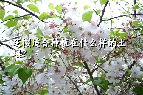 芝樱适合种植在什么样的土壤？