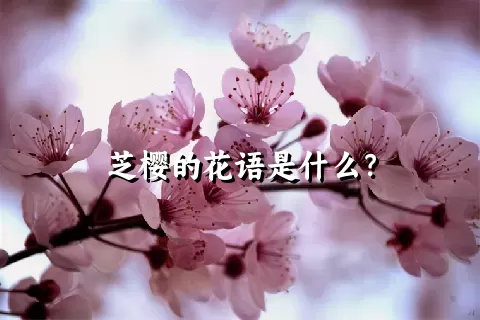 芝樱的花语是什么？