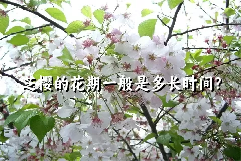 芝樱的花期一般是多长时间？