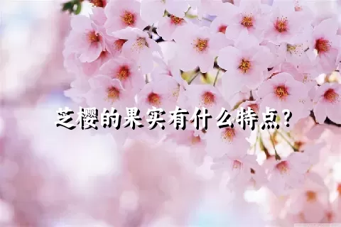 芝樱的果实有什么特点？