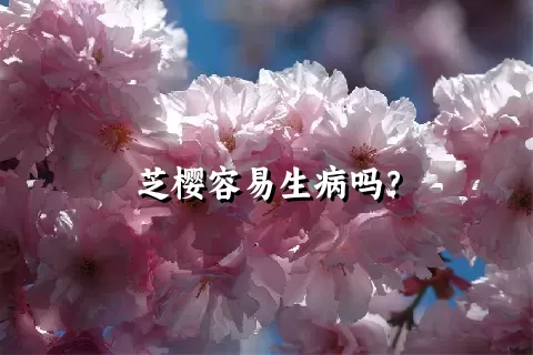 芝樱容易生病吗？