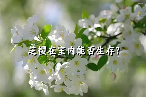 芝樱在室内能否生存？