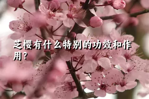 芝樱有什么特别的功效和作用？