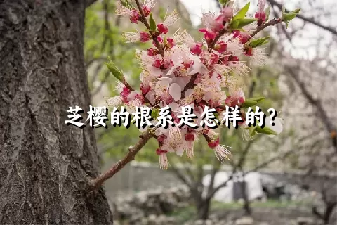 芝樱的根系是怎样的？