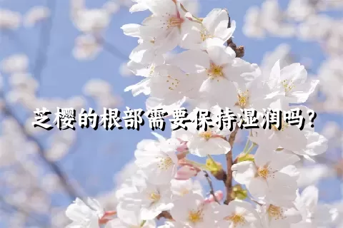 芝樱的根部需要保持湿润吗？