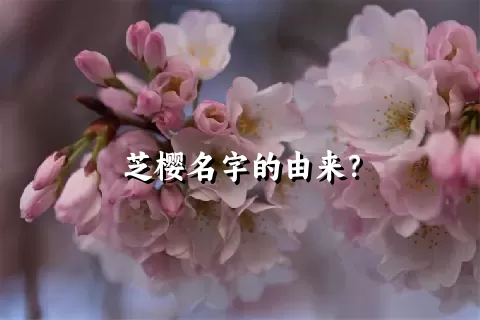 芝樱名字的由来？