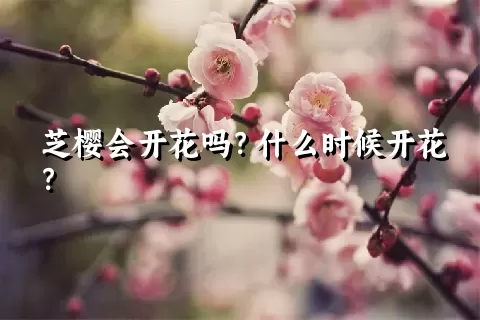 芝樱会开花吗？什么时候开花？