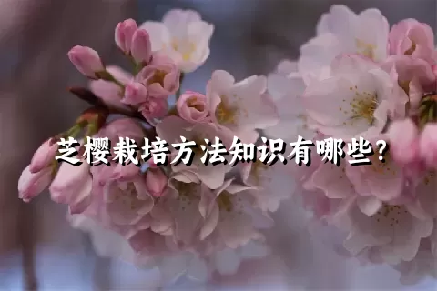 芝樱栽培方法知识有哪些？