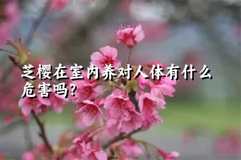 芝樱在室内养对人体有什么危害吗？