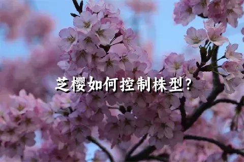 芝樱如何控制株型？