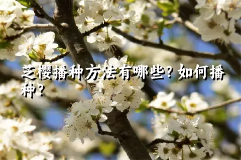 芝樱播种方法有哪些？如何播种？