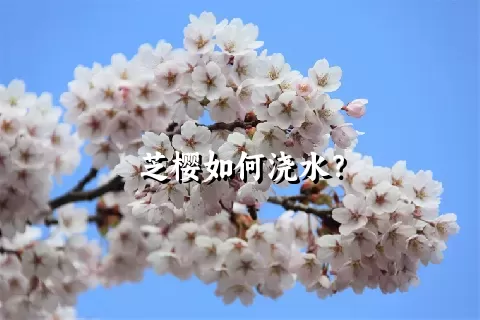 芝樱如何浇水？