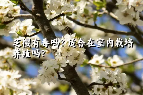 芝樱有毒吗？适合在室内栽培养殖吗？