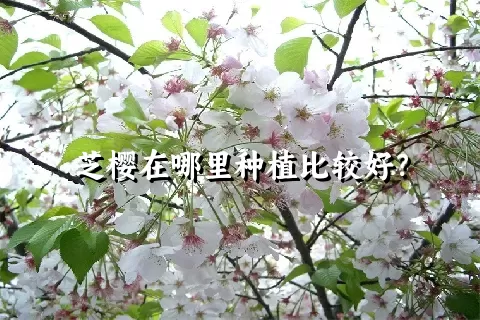 芝樱在哪里种植比较好？