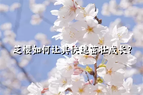 芝樱如何让其快速茁壮成长？