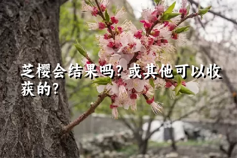 芝樱会结果吗？或其他可以收获的？