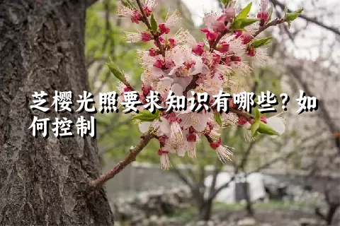 芝樱光照要求知识有哪些？如何控制