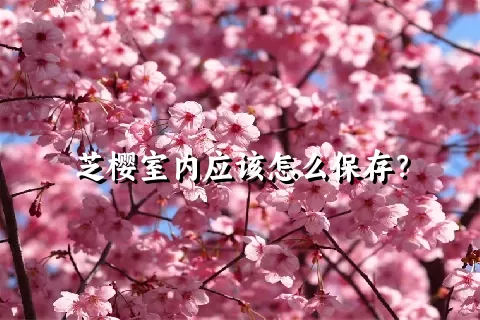 芝樱室内应该怎么保存？