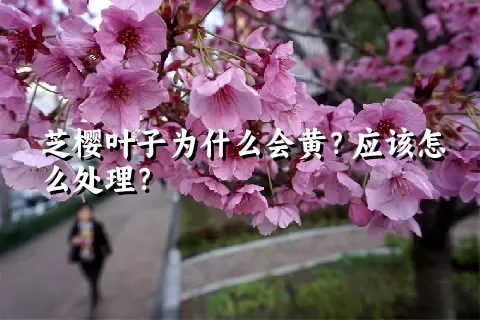 芝樱叶子为什么会黄？应该怎么处理？