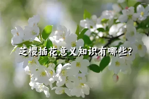 芝樱插花意义知识有哪些？