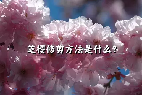 芝樱修剪方法是什么？