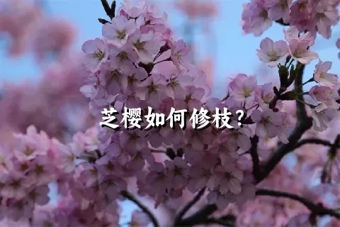 芝樱如何修枝？