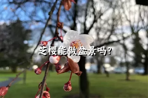 芝樱能做盆景吗？