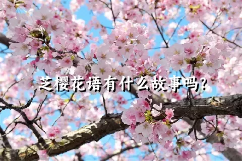 芝樱花语有什么故事吗？