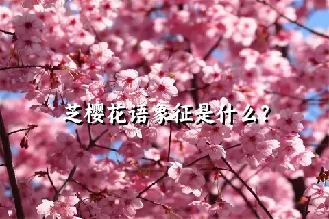 芝樱花语象征是什么？