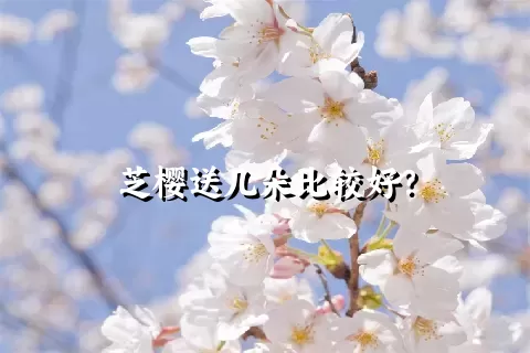 芝樱送几朵比较好？