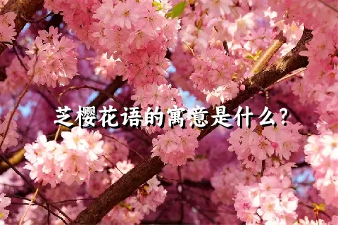 芝樱花语的寓意是什么？