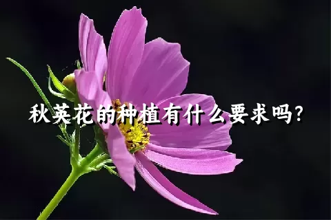 秋英花的种植有什么要求吗？