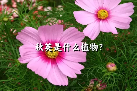 秋英是什么植物？