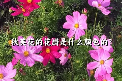 秋英花的花瓣是什么颜色的？