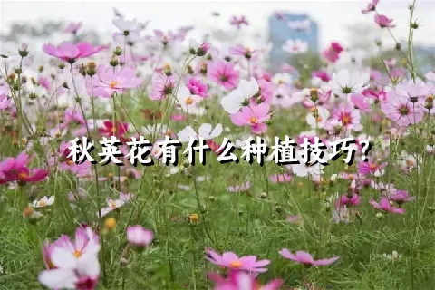 秋英花有什么种植技巧？