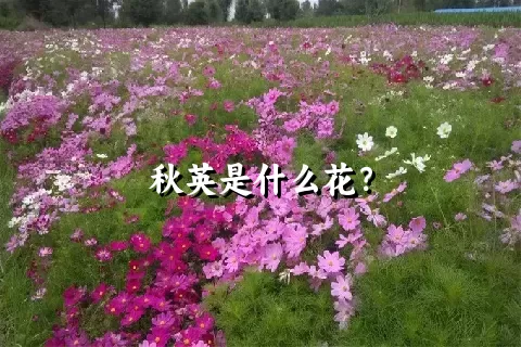 秋英是什么花？