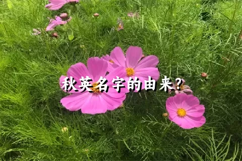 秋英名字的由来？