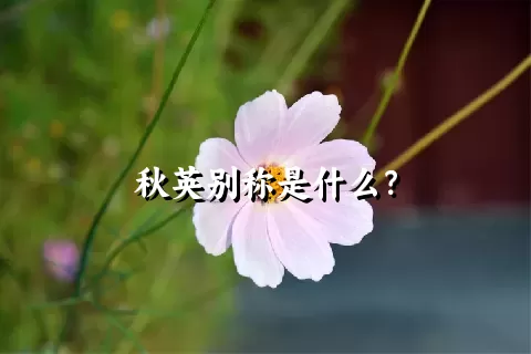 秋英别称是什么？