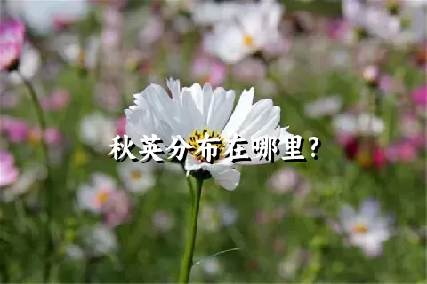 秋英分布在哪里?