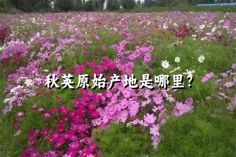 秋英原始产地是哪里？